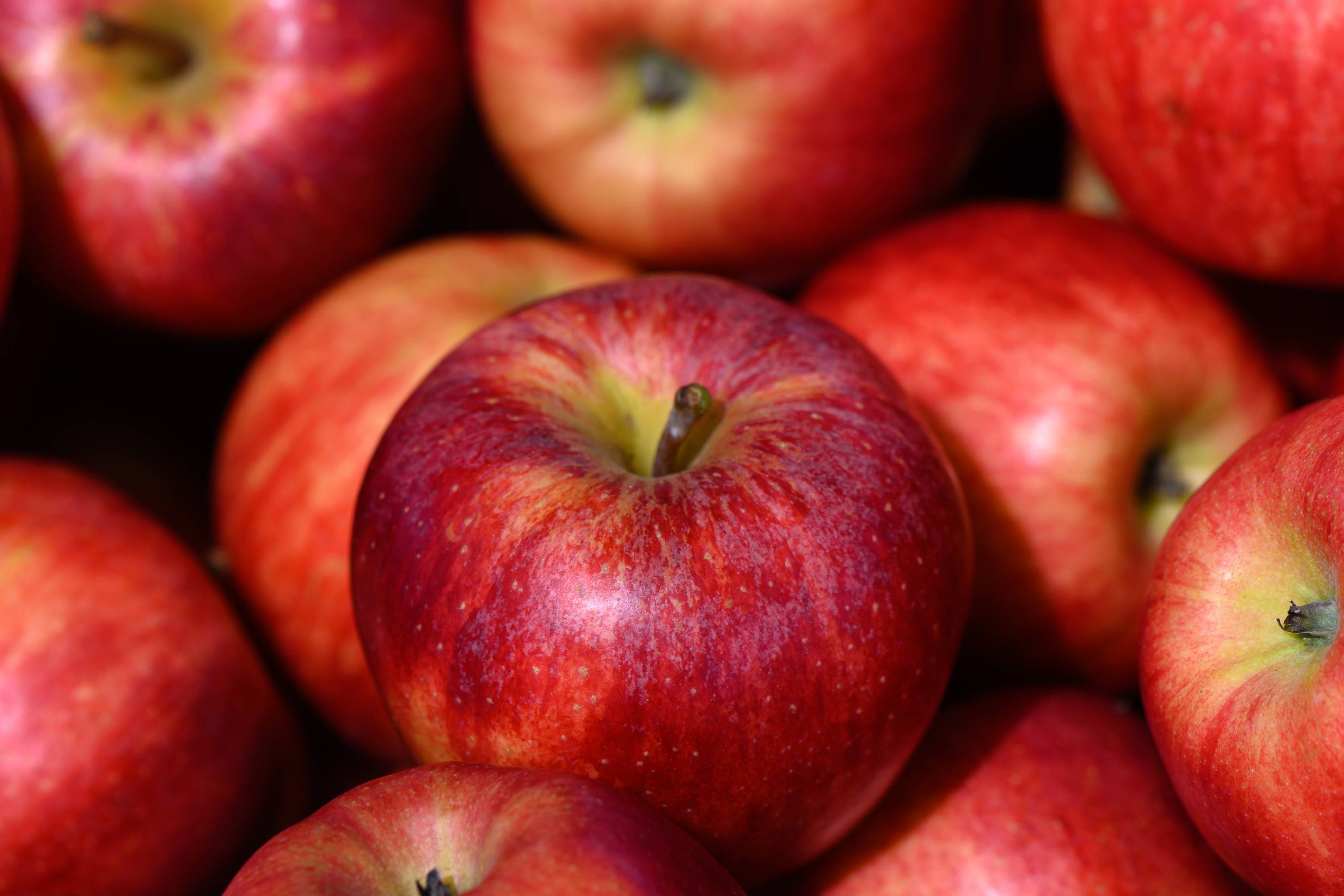 Frisch gepflückte rote Äpfel