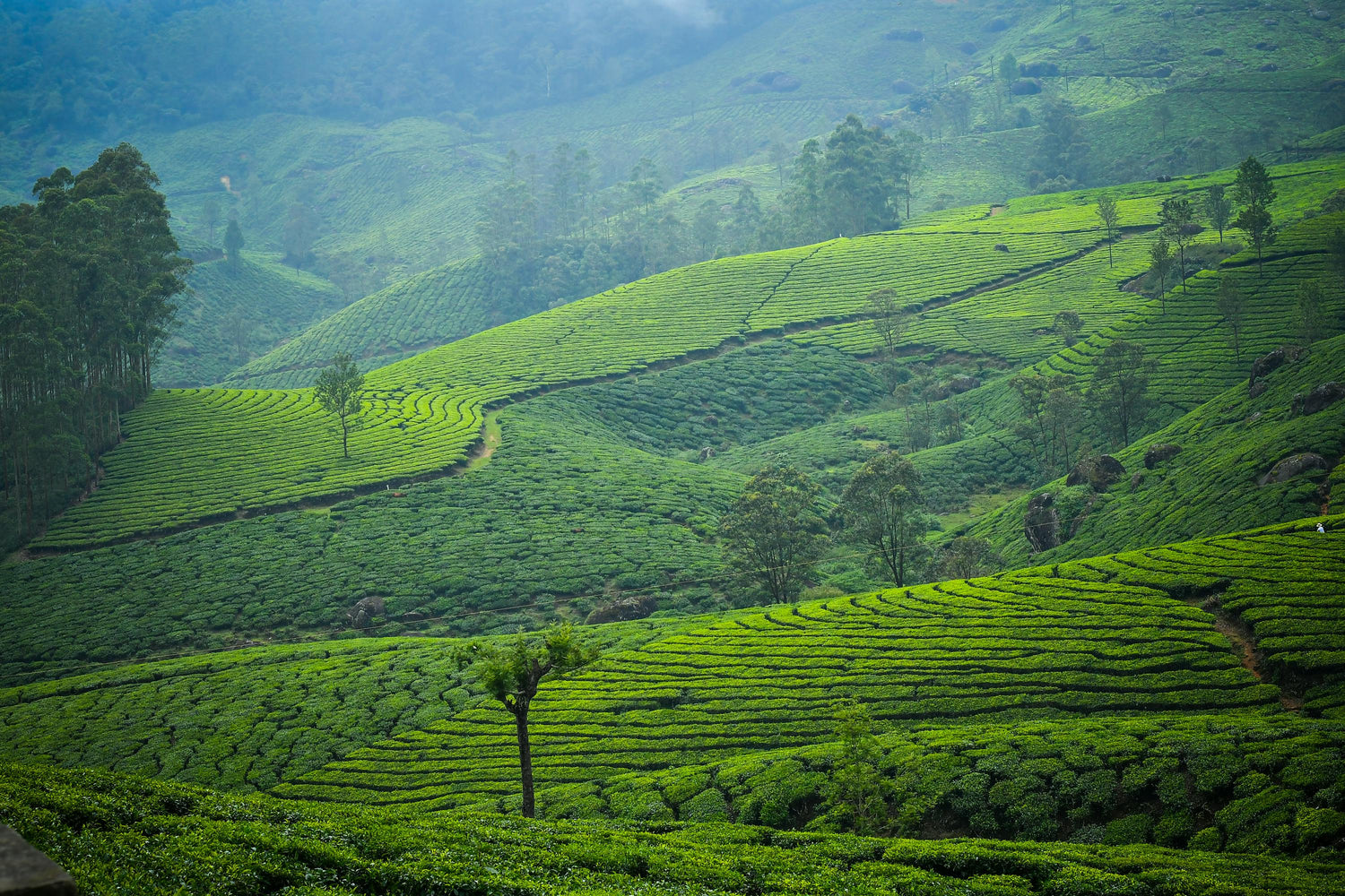 Tee-Landschaft in Indien