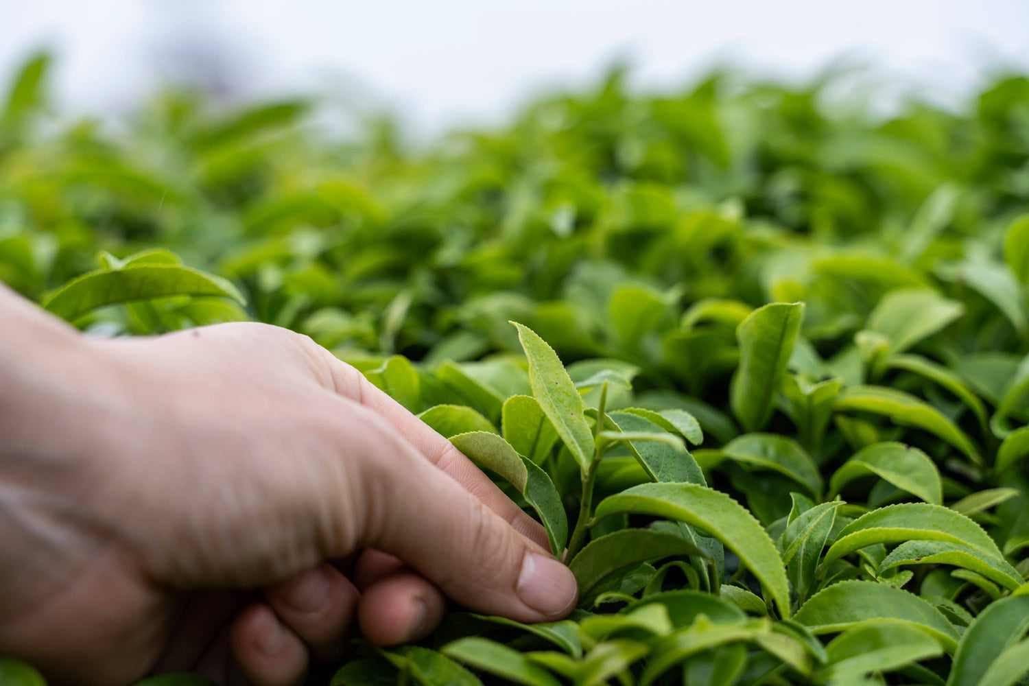 Hand hält frisches Teeblatt inmitten eines Teefelds