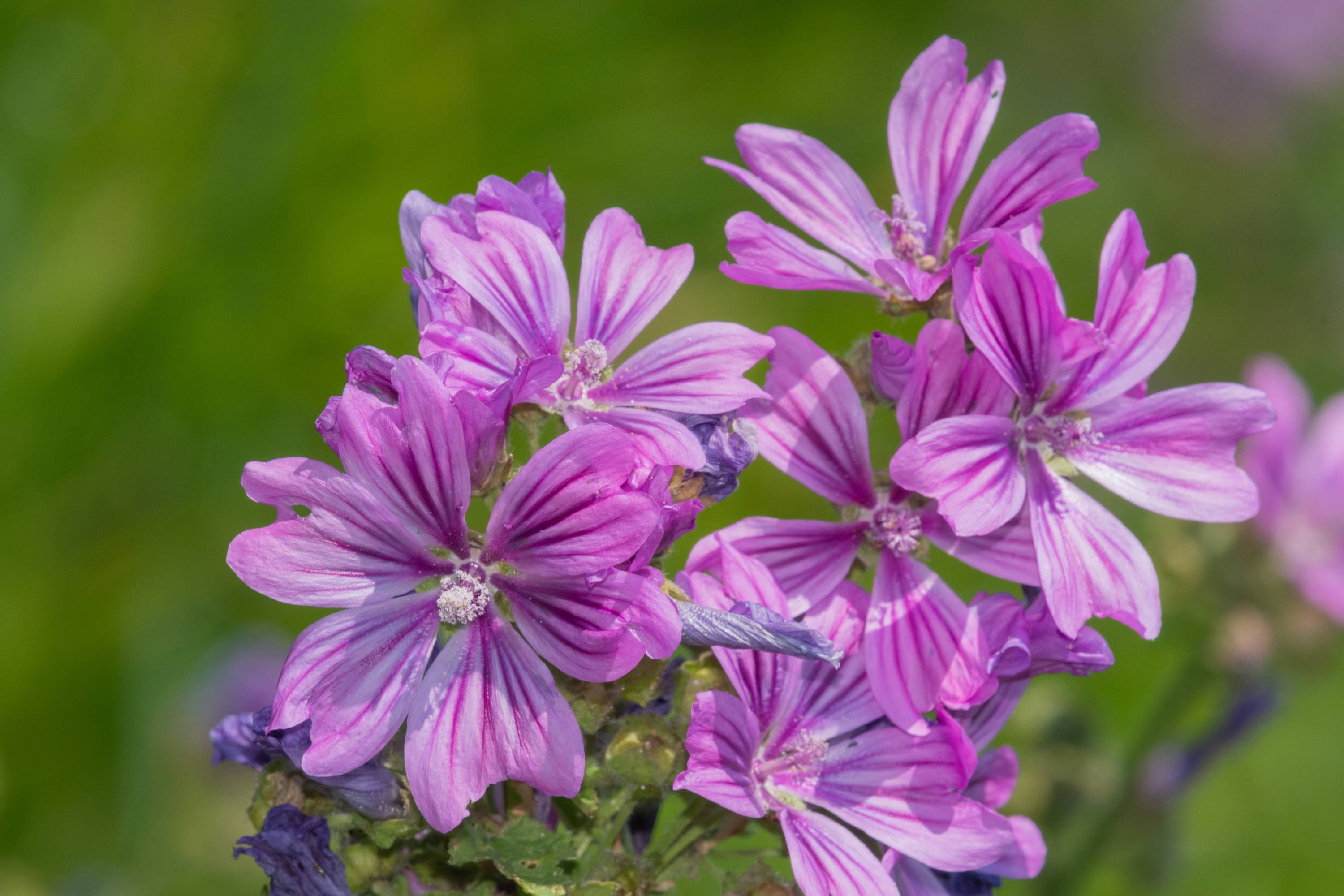 Nahaufnahme von violetten Malvenblüten mit dunklen Adern auf den Blütenblättern