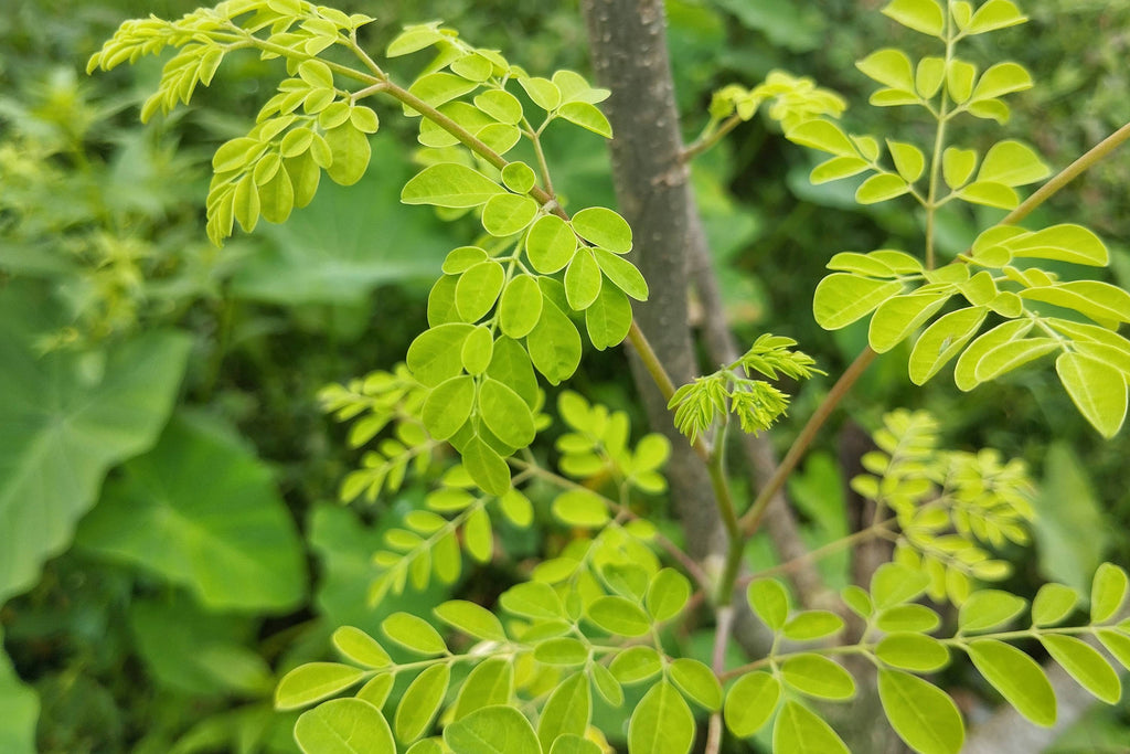 Discover Moringa tea: Naturally caffeine-free & revitalising