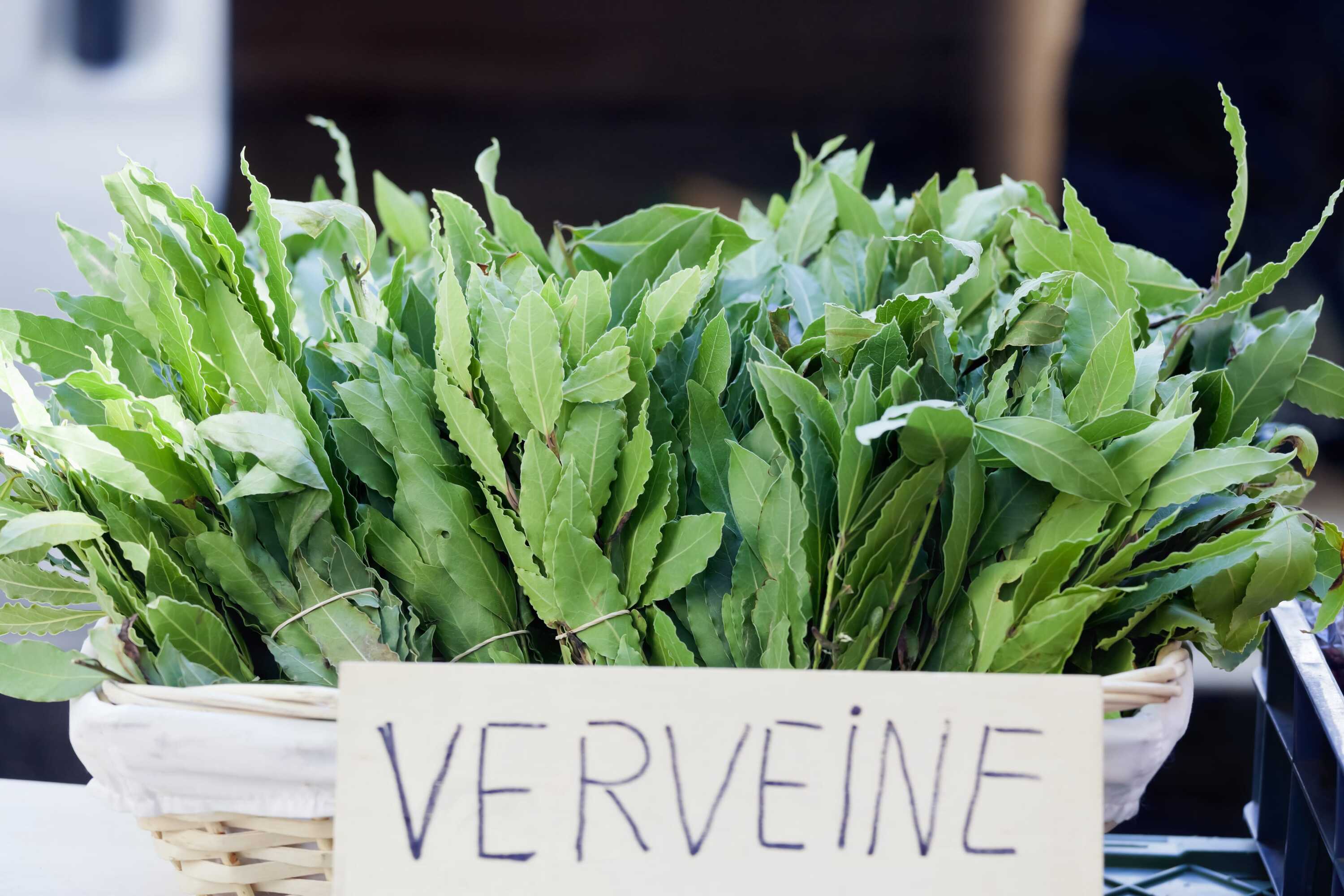 Frische grüne Verveine-Blätter in einem weißen Korb auf einem französischen Marktstand
