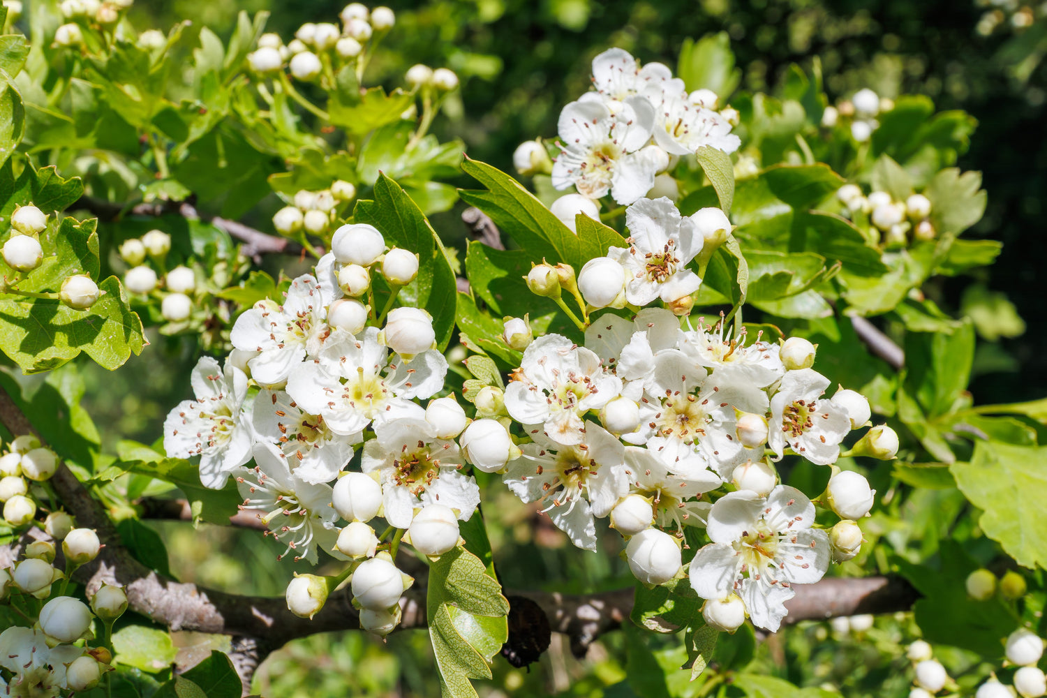 Weißdorn-Zweig mit weißen Blüten und runden Knospen, umgeben von grünen Blättern im Tageslicht